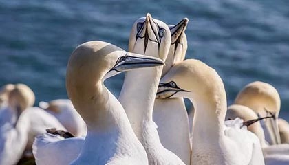 开云APP-利物浦球星受伤恢复良好，即将重新回归比赛，利物浦哪些球星