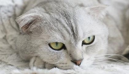 开云APP-利物浦球星受伤恢复良好，即将重新回归比赛，利物浦哪些球星